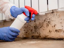 Why You Should Choose Our Mold Remediation Services in Caldwell, NJ